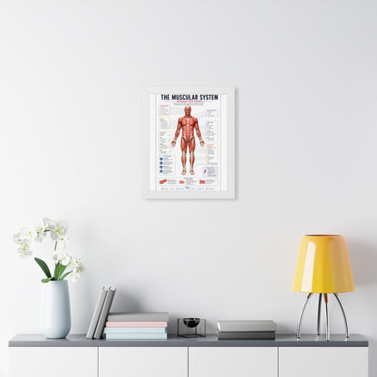 Muscular System Poster - Framed Anatomical Chart (Anterior View)