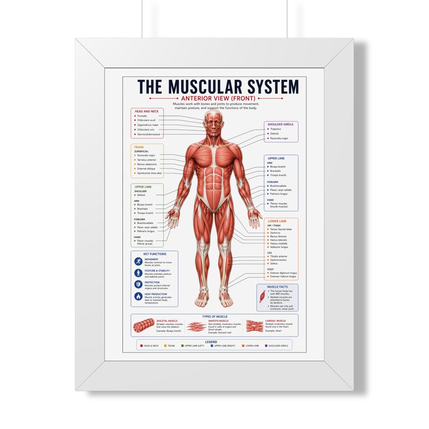 Muscular System Poster - Framed Anatomical Chart (Anterior View)