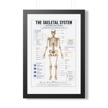 Framed Poster — Anatomical Skeletal System Chart (Labeled Front View)