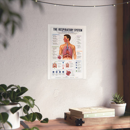 Respiratory System Anatomy Poster - Educational Fine Art Medical Print