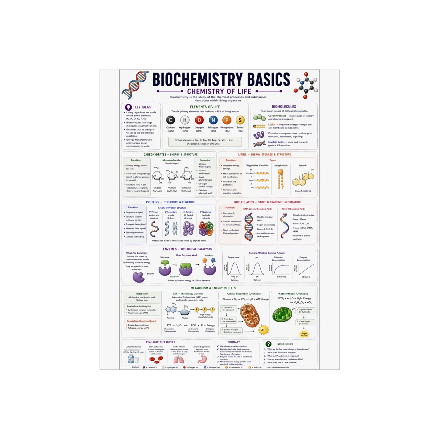 Biochemistry Basics Fine Art Poster — Chemistry of Life Educational Wall Art