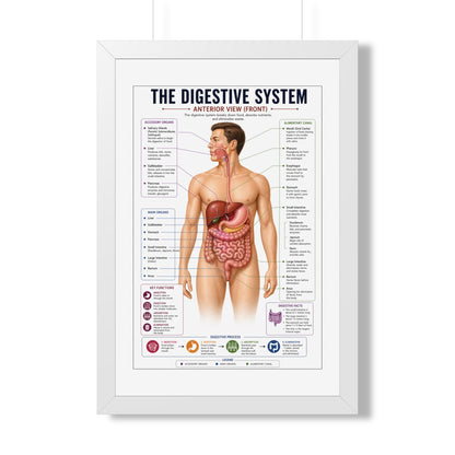 Framed Digestive System Poster — Anatomical Chart for Home, Classroom & Medical Offices