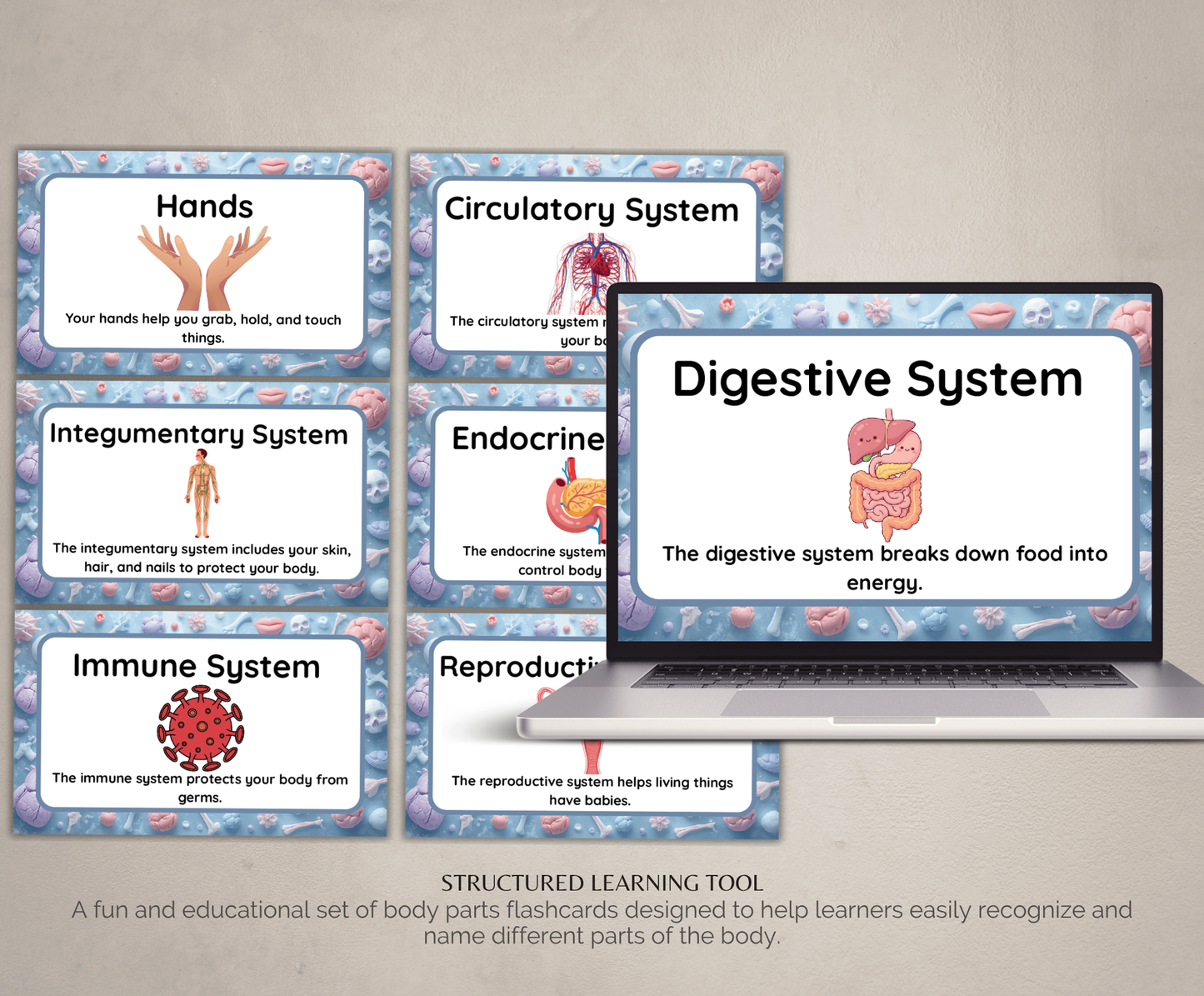 Body Parts Flashcards | Printable Human Anatomy Study Cards PDF for Kids & Students