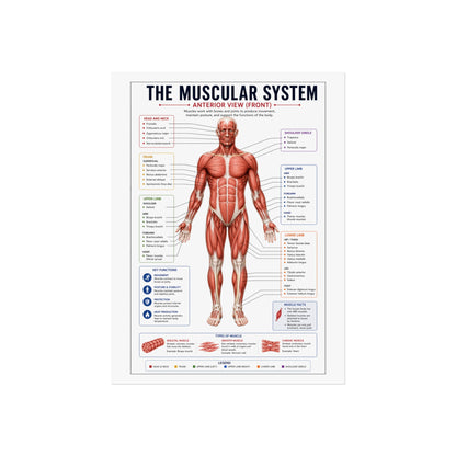 Muscular System Anatomy Poster — Fine Art Educational Print
