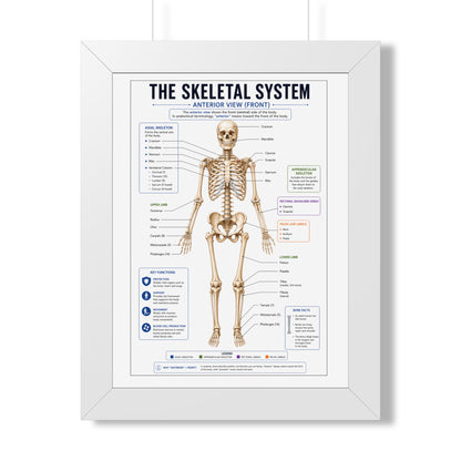 Framed Poster — Anatomical Skeletal System Chart (Labeled Front View)