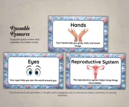 Body Parts Flashcards | Printable Human Anatomy Study Cards PDF for Kids & Students