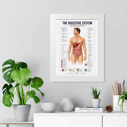 Framed Digestive System Poster — Anatomical Chart for Home, Classroom & Medical Offices