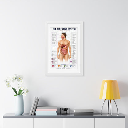 Framed Digestive System Poster — Anatomical Chart for Home, Classroom & Medical Offices