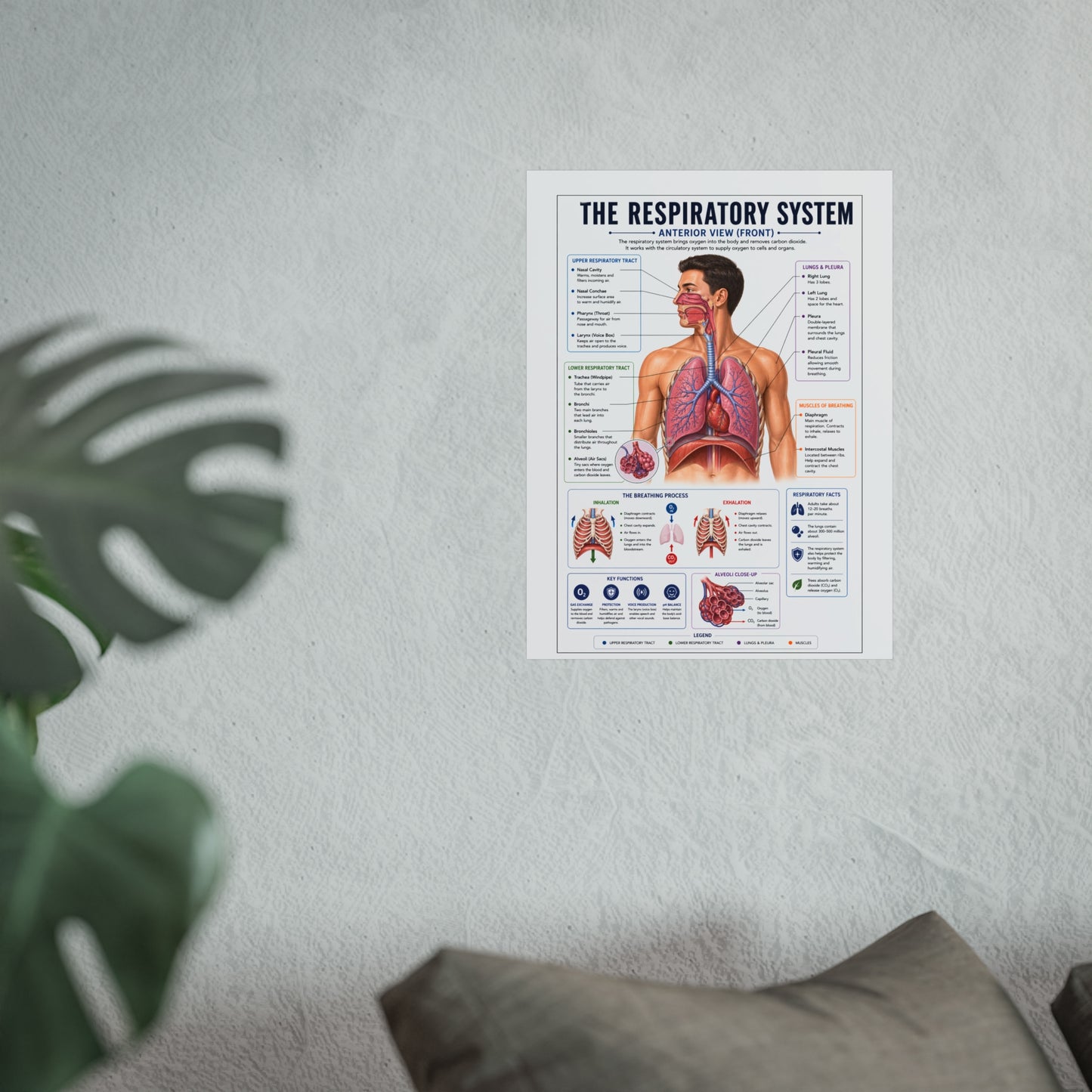 Respiratory System Anatomy Poster - Educational Fine Art Medical Print