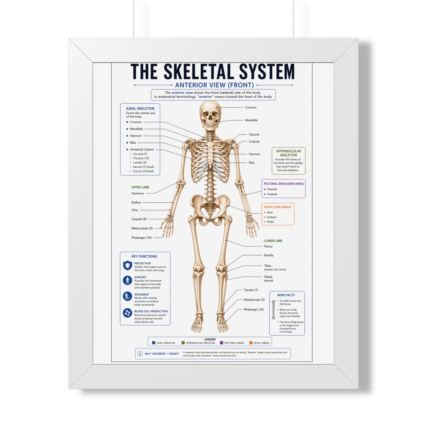 Framed Poster — Anatomical Skeletal System Chart (Labeled Front View)