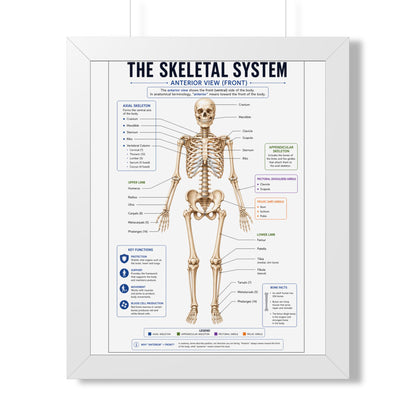 Framed Poster — Anatomical Skeletal System Chart (Labeled Front View)