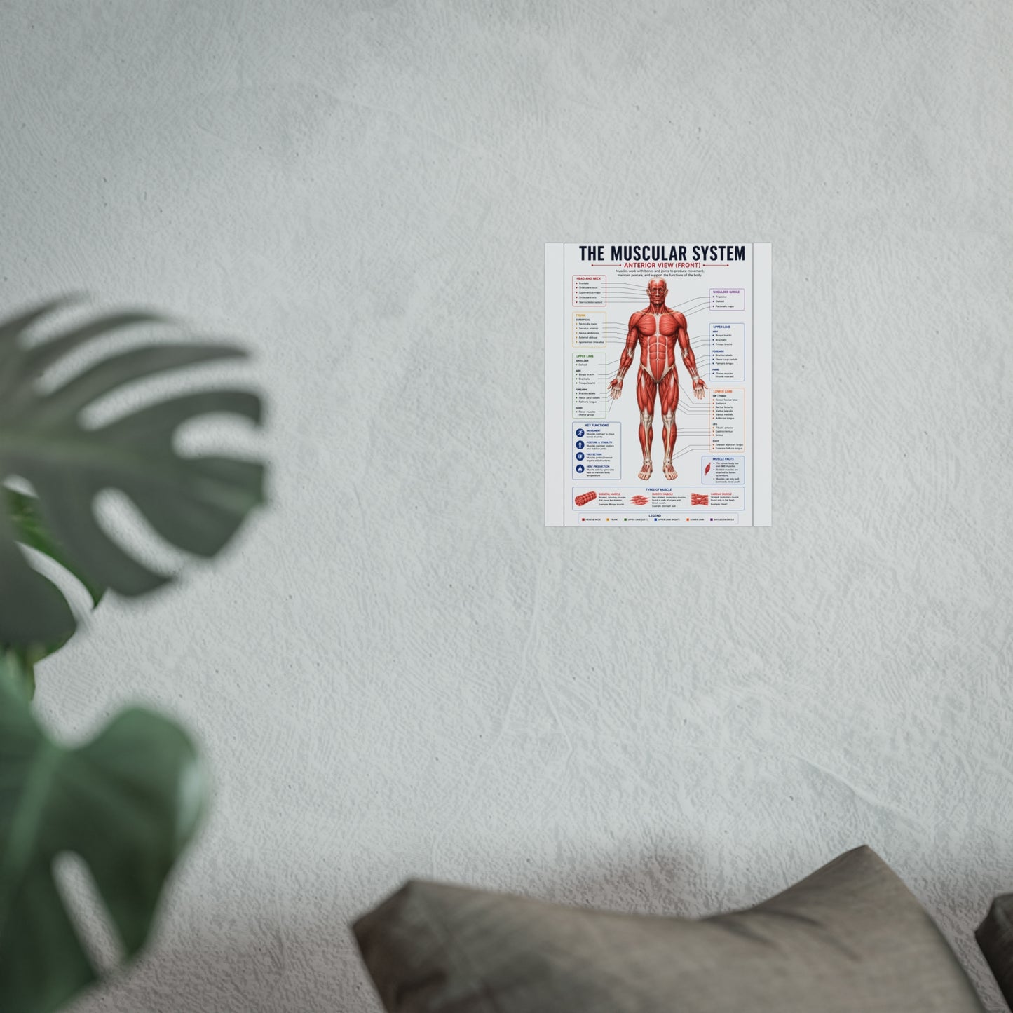 Muscular System Anatomy Poster — Fine Art Educational Print