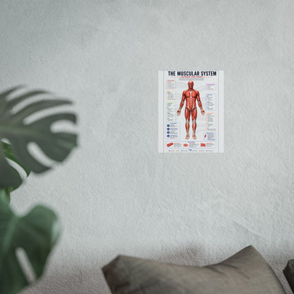 Muscular System Anatomy Poster — Fine Art Educational Print