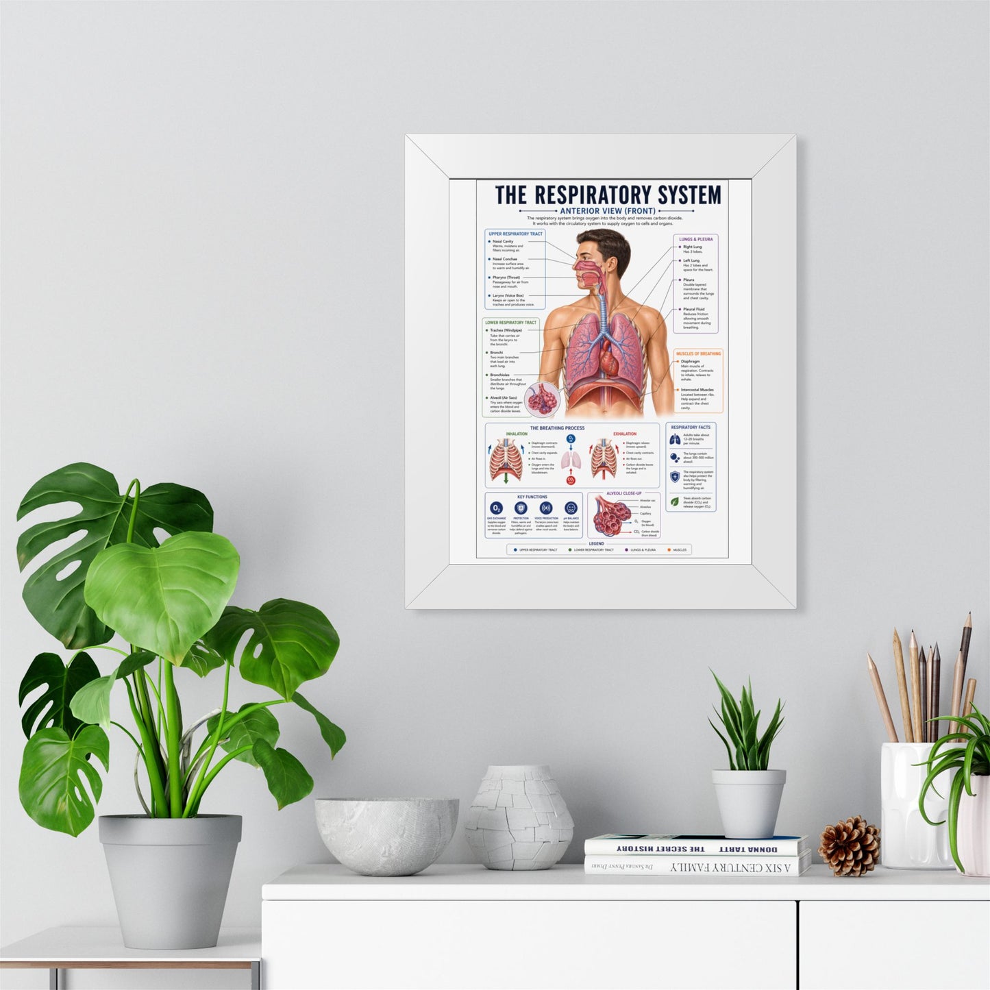 Framed Respiratory System Poster — Anatomical Chart for Medical Students & Clinics