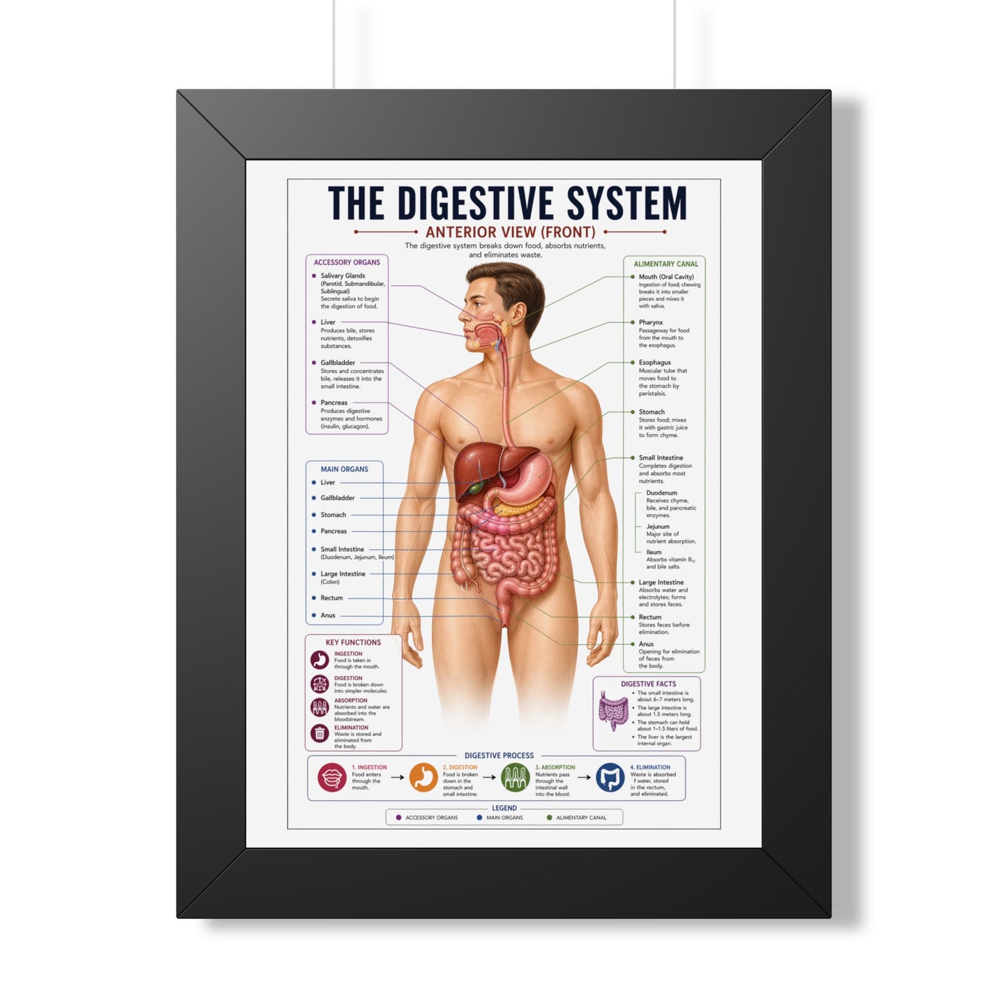 Framed Digestive System Poster — Anatomical Chart for Home, Classroom & Medical Offices