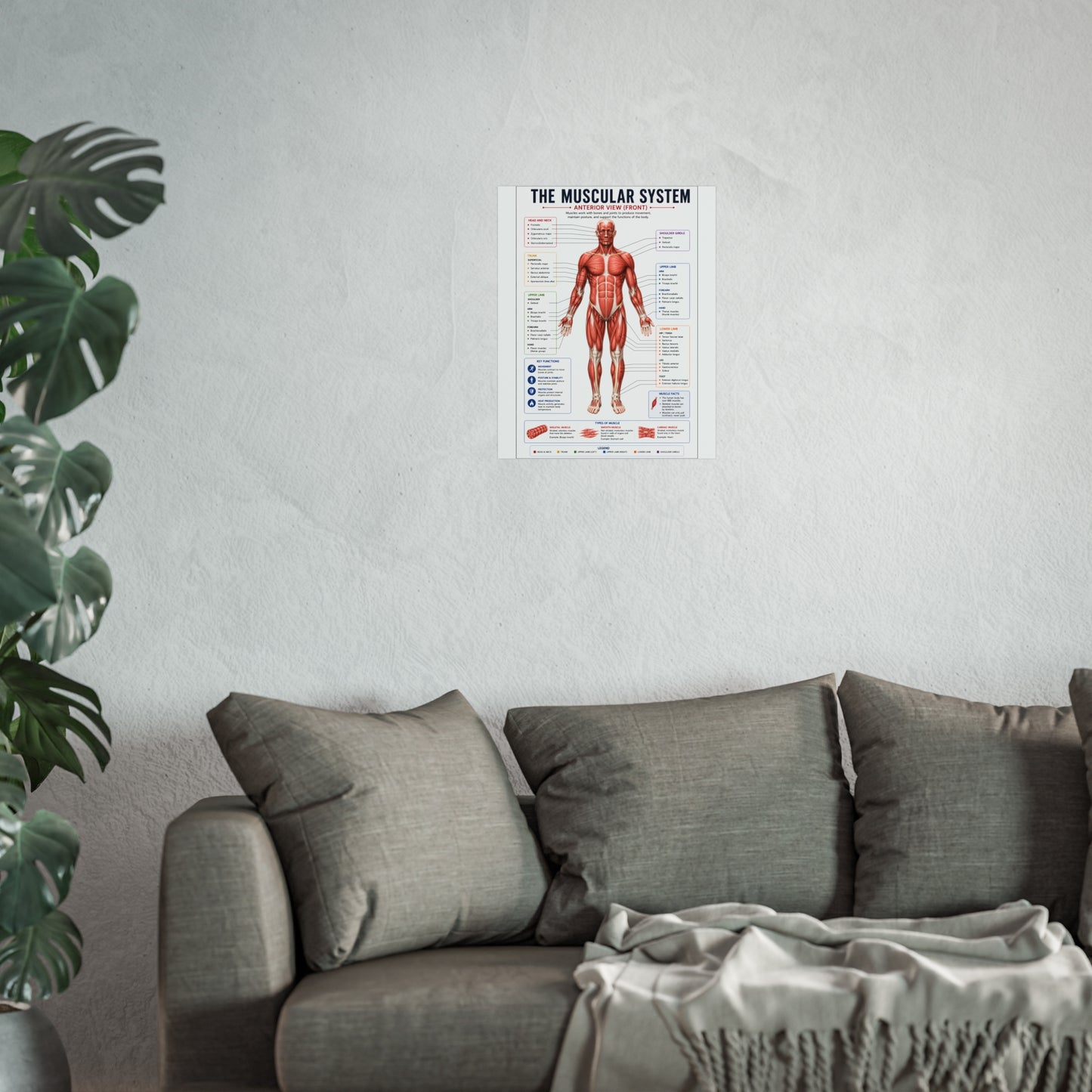Muscular System Anatomy Poster — Fine Art Educational Print
