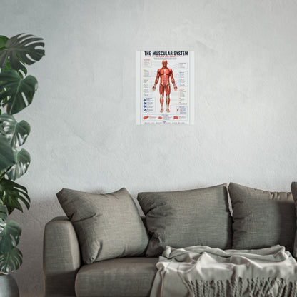 Muscular System Anatomy Poster — Fine Art Educational Print