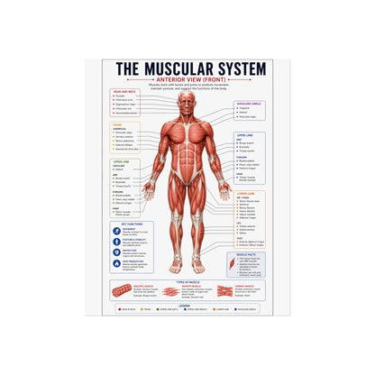 Muscular System Anatomy Poster — Fine Art Educational Print