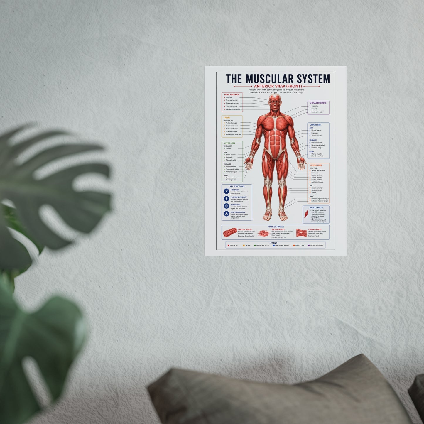 Muscular System Anatomy Poster — Fine Art Educational Print
