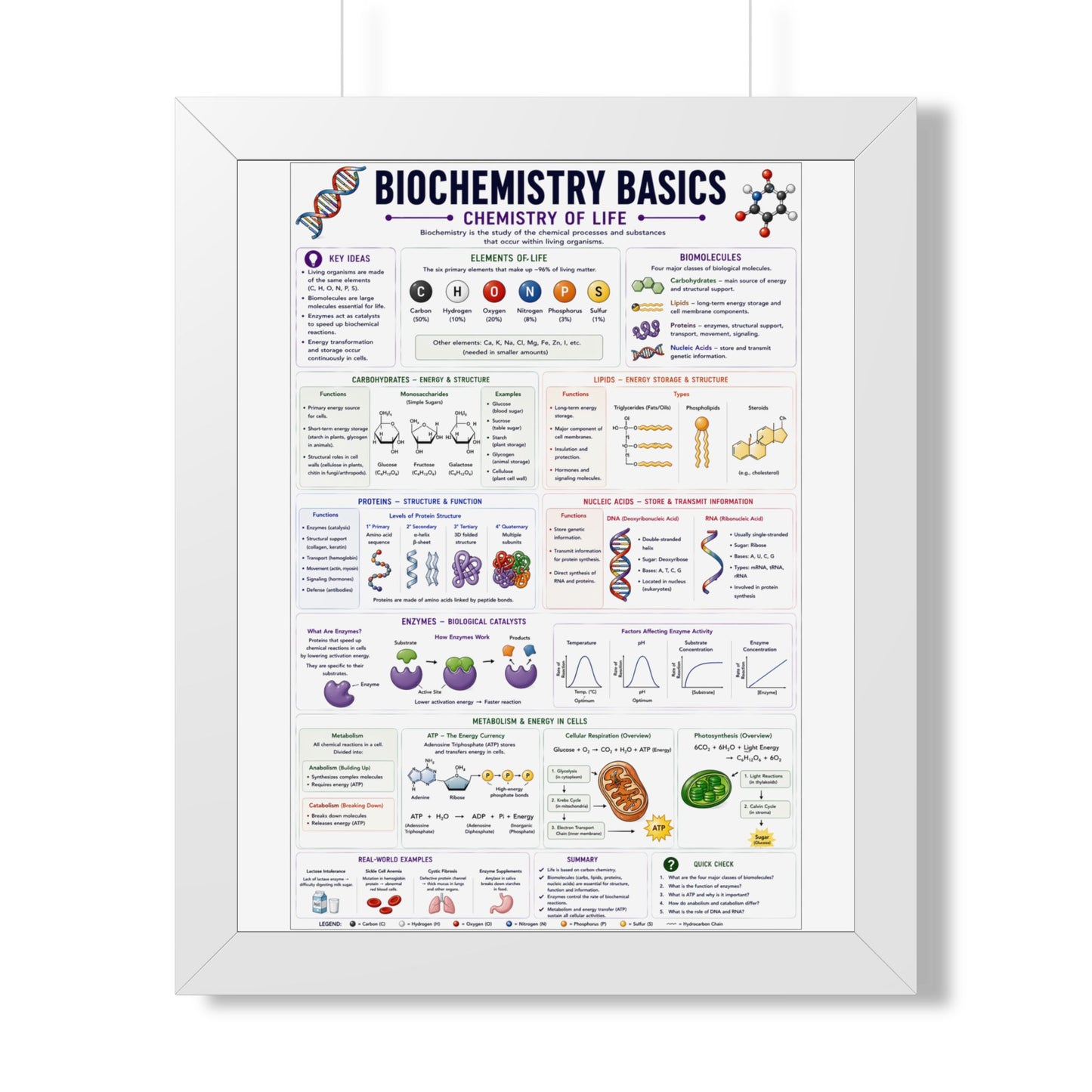 Biochemistry Basics Framed Poster — Chemistry of Life Study Guide
