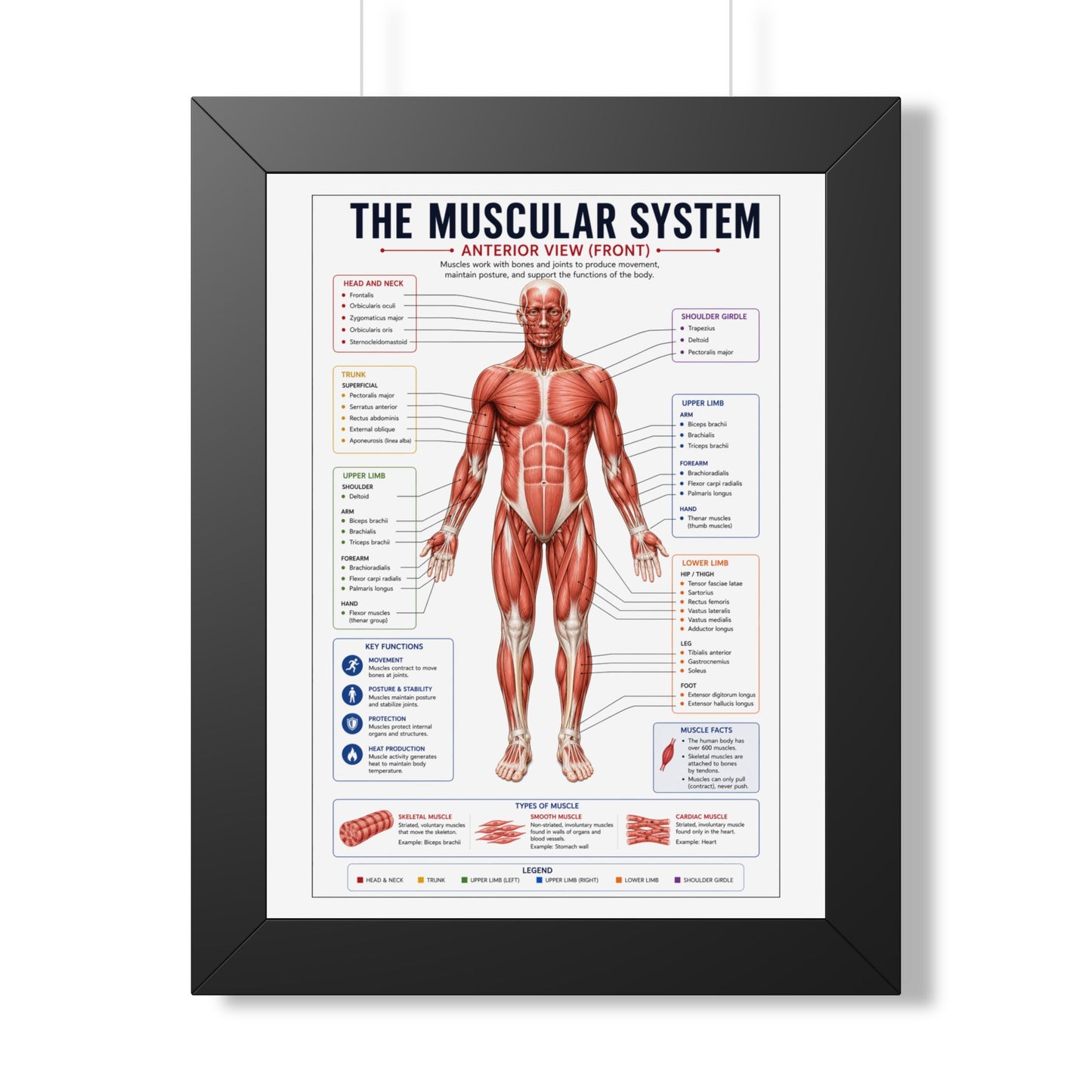 Muscular System Poster - Framed Anatomical Chart (Anterior View)