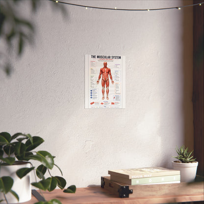 Muscular System Anatomy Poster — Fine Art Educational Print