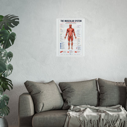 Muscular System Anatomy Poster — Fine Art Educational Print