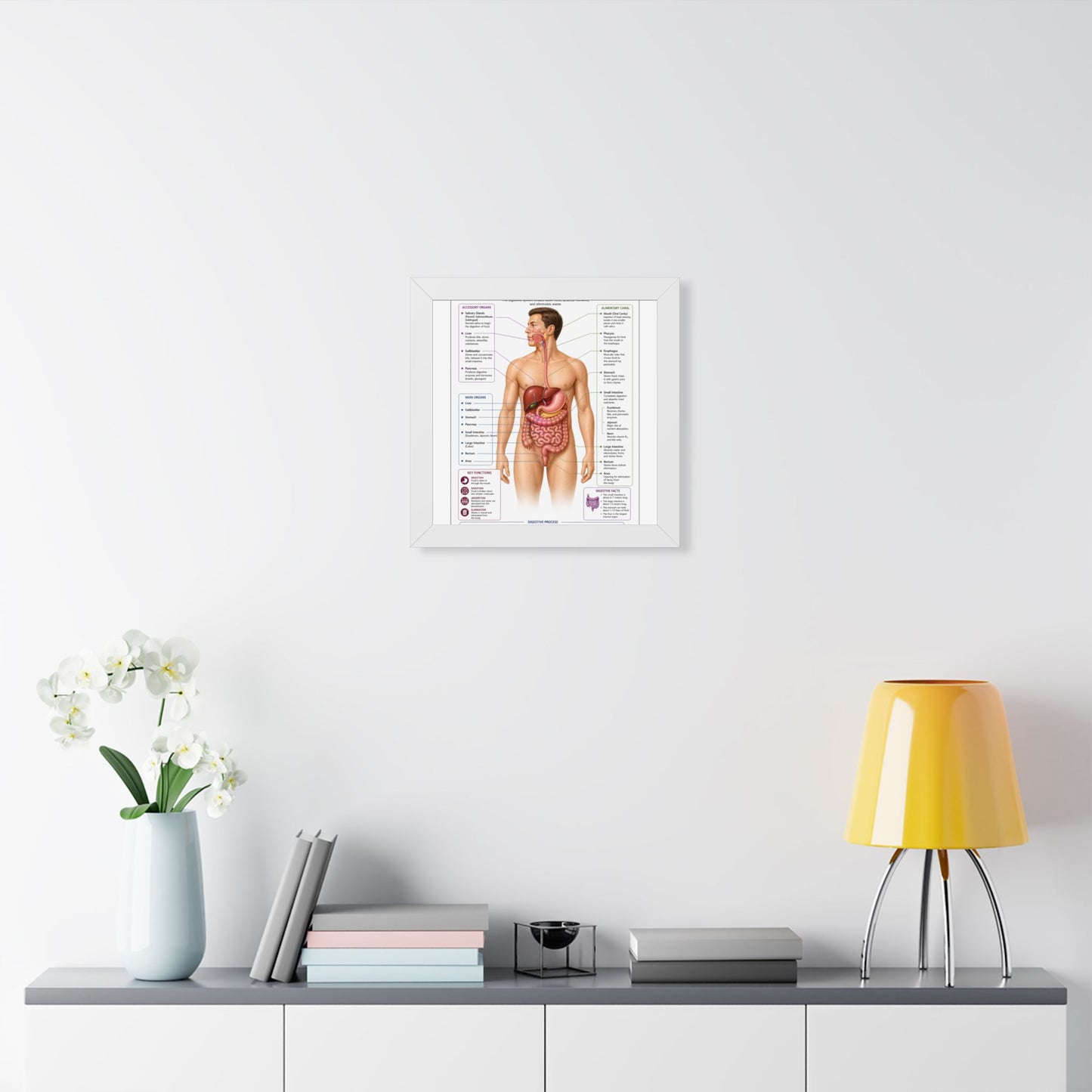 Framed Digestive System Poster — Anatomical Chart for Home, Classroom & Medical Offices