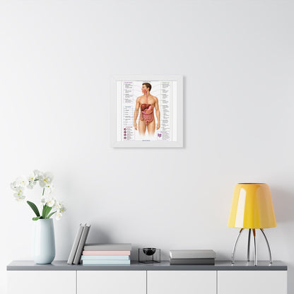 Framed Digestive System Poster — Anatomical Chart for Home, Classroom & Medical Offices