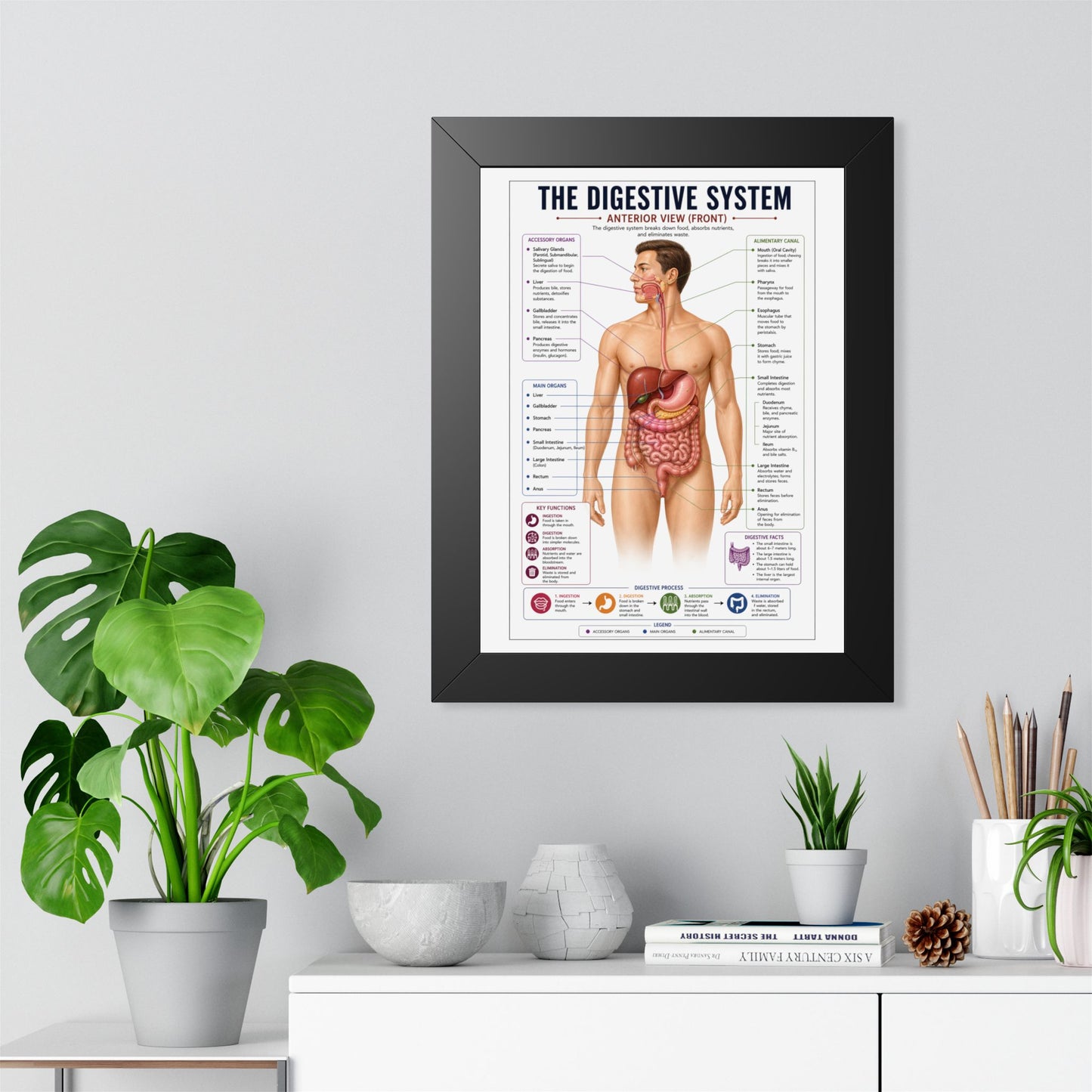 Framed Digestive System Poster — Anatomical Chart for Home, Classroom & Medical Offices