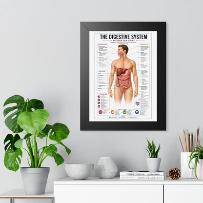Framed Digestive System Poster — Anatomical Chart for Home, Classroom & Medical Offices