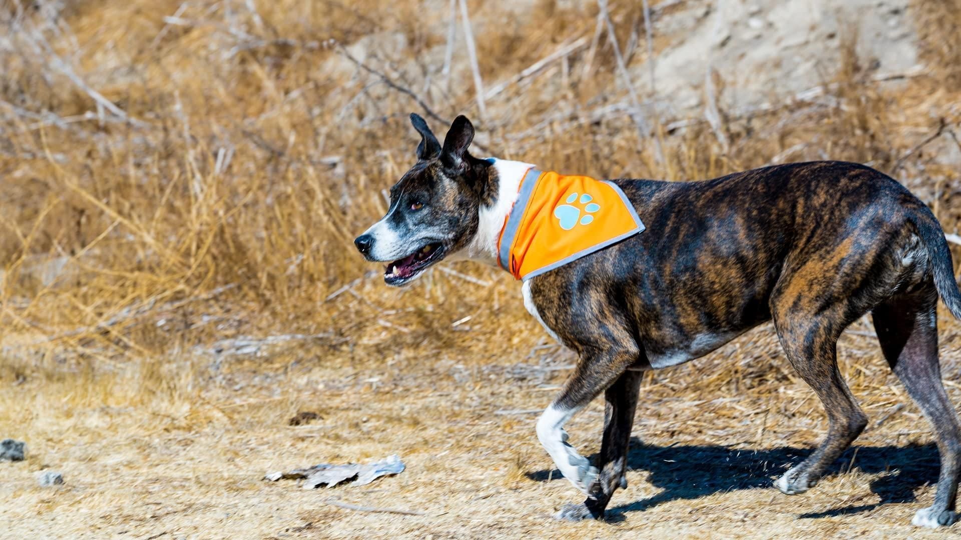 526390251